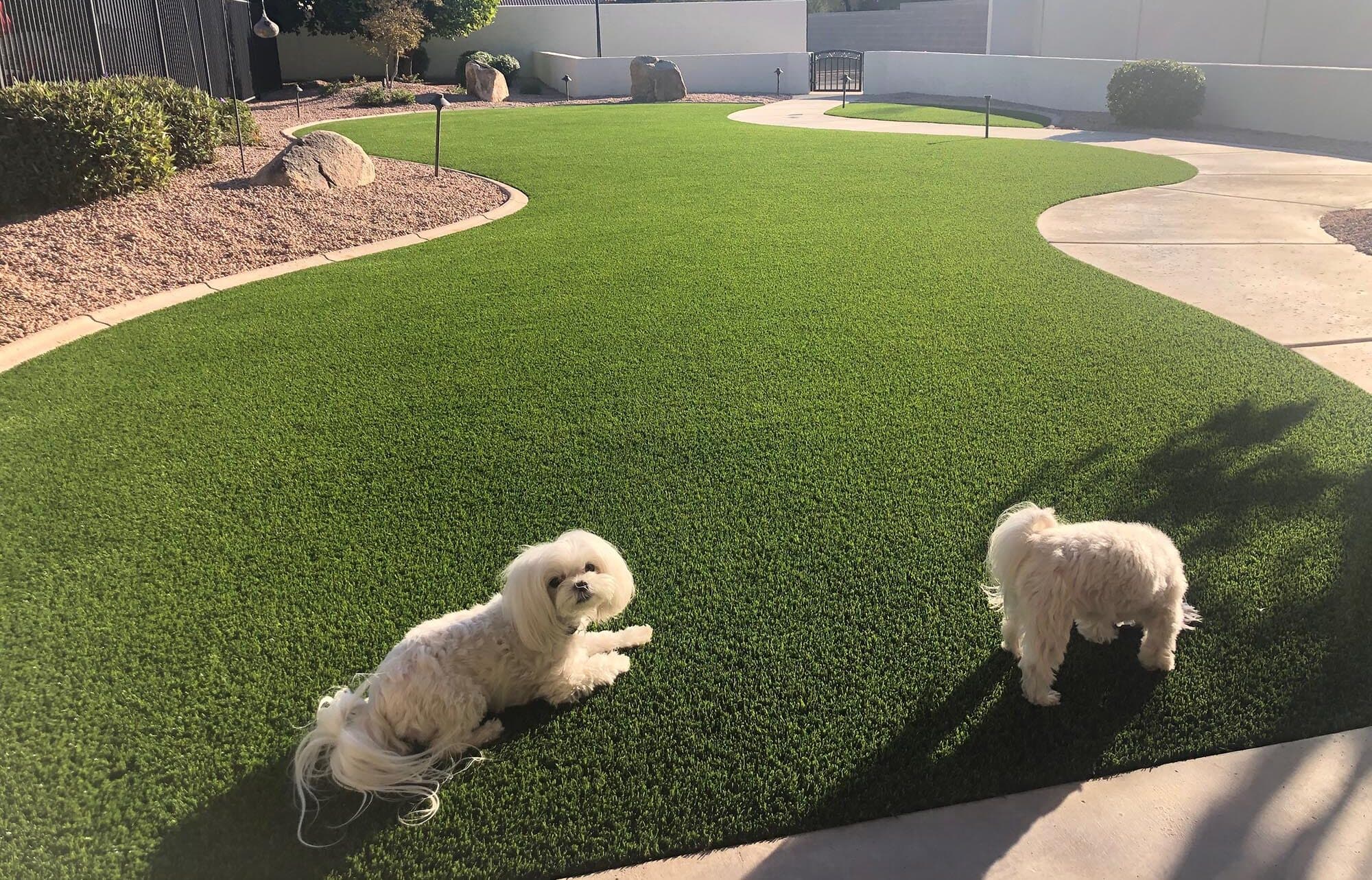Commercial dog park turf in Fort Worth